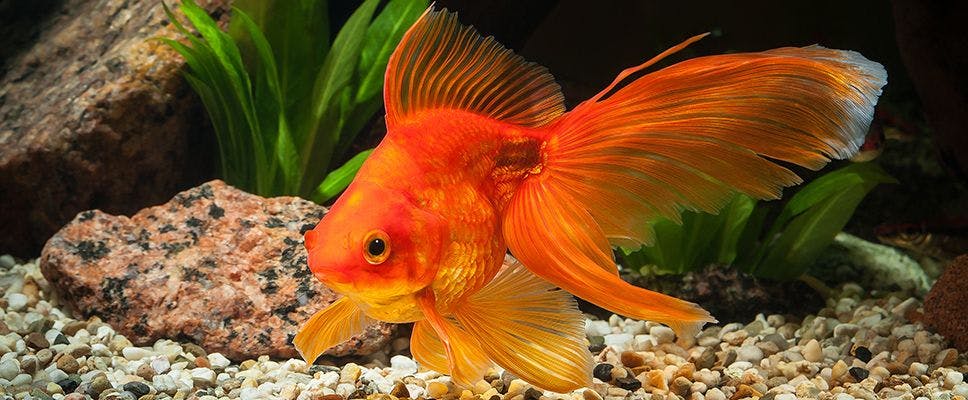 How To Set Up A Fish Tank: A Step by Step Guide, Petstock