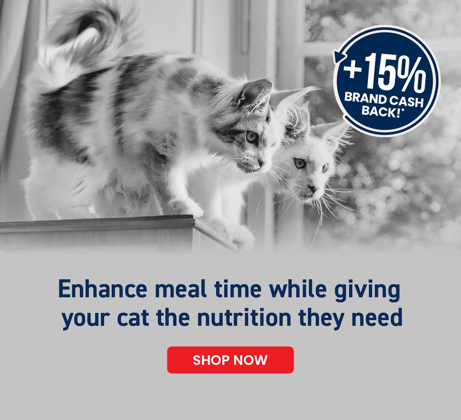 Enhance meal time while giving  your cat the nutrition they need